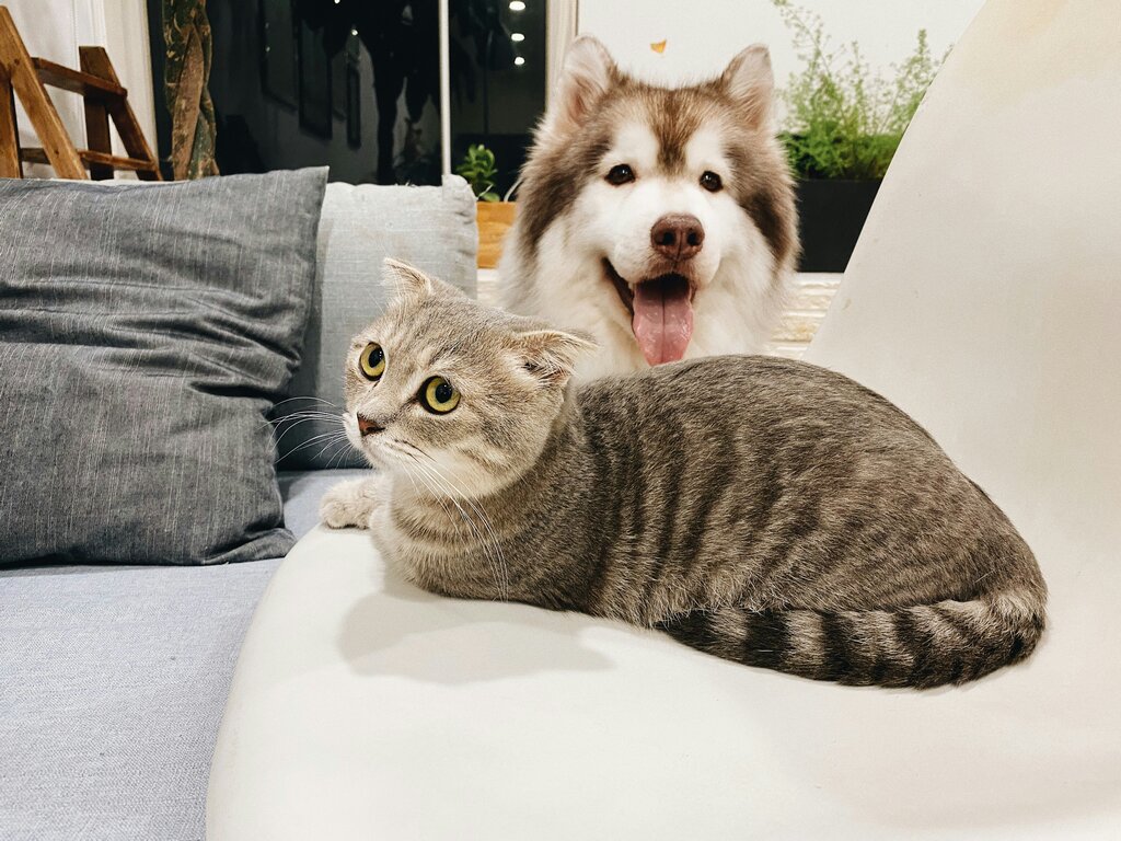 Beginner's Guide to Pet Care