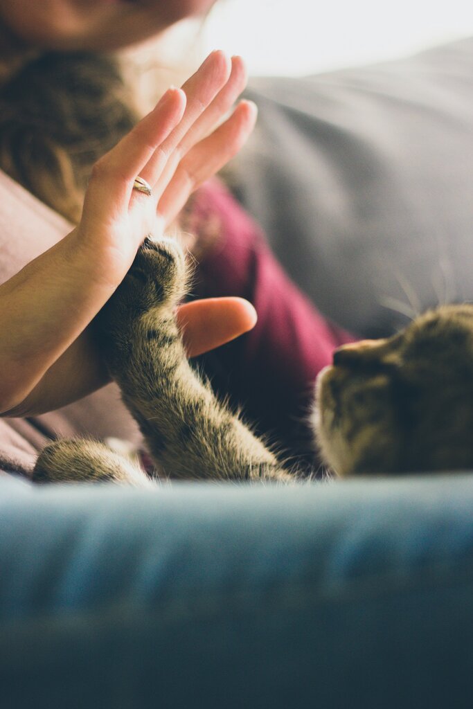 Modern Pet Technology: Smart Feeders, Pet Trackers, and Future Trends