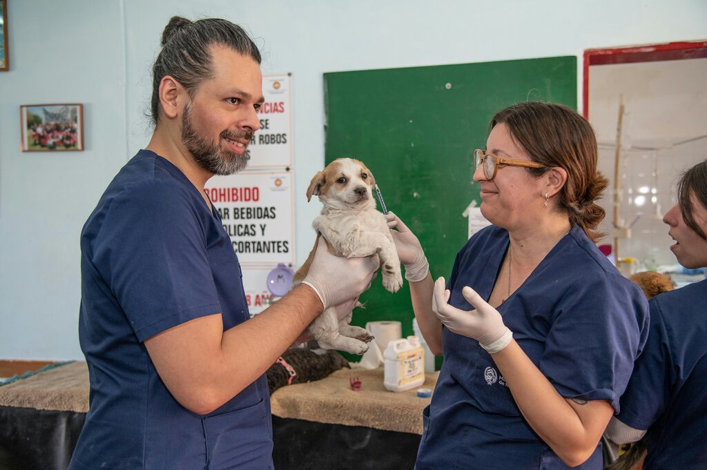 The Future of Veterinary Medicine: How Technology Is Changing Pet Healthcare